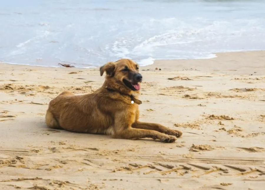 Dicas de viagem com seu Pet para Amontada no Ceará